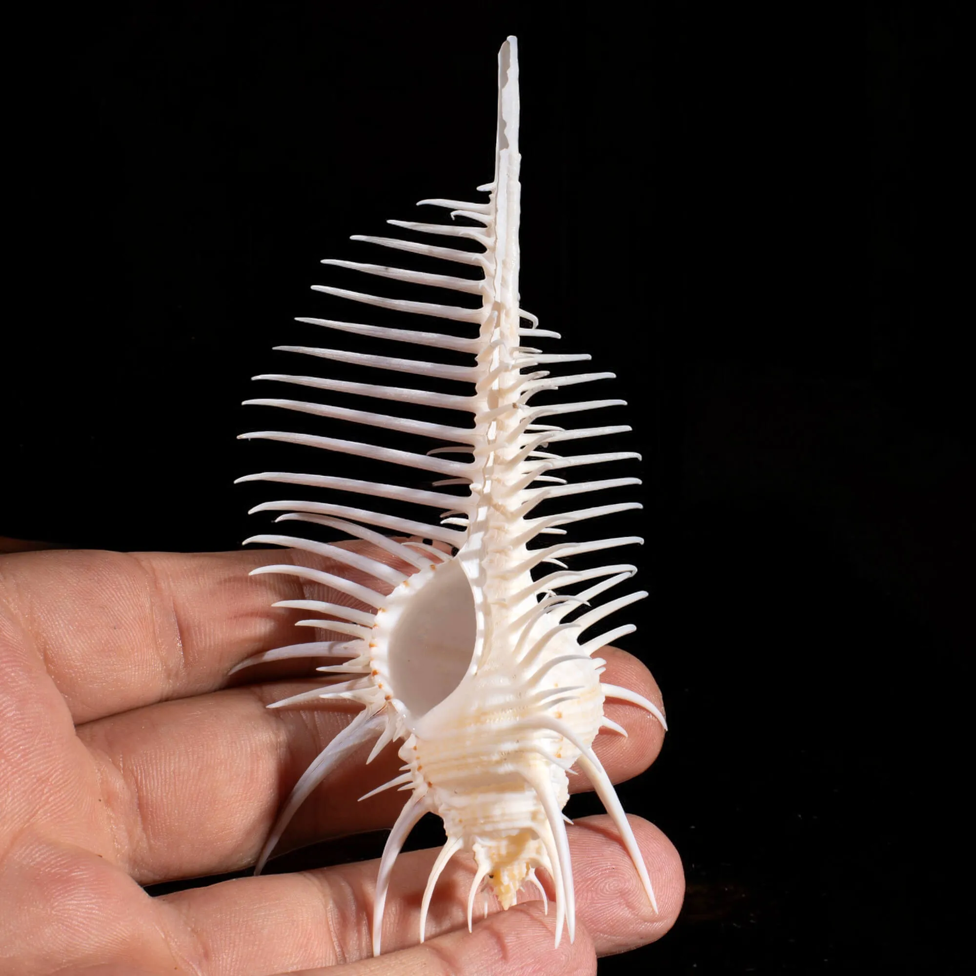Murex Pecten murex-pecten